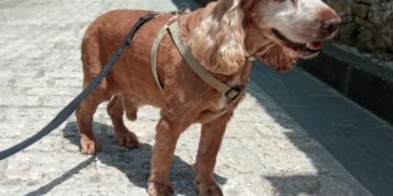 Χάσαμε και αναζητούμε το αγαπημένο μας κοκεράκι